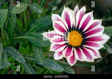 A beautiful purple white and yellow Gazania Rigens flower (Treasure Flower) on terrace garden. Also known as Gazania Big Kiss White Flame. Stock Photo