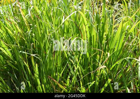 Lemon grass, Cymbopogon citratus Stock Photo