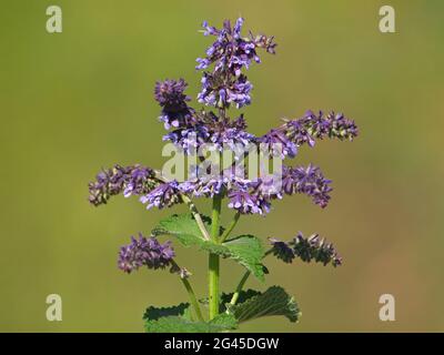 Lilac sage or whorled clary, Salvia verticillata Stock Photo