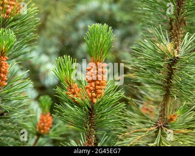 Flowers and new needles on a pine tree branch Stock Photo