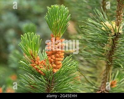 Flowers and new needles on a pine tree branch Stock Photo