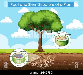 Diagram showing root structure of a plant Stock Vector Image & Art - Alamy