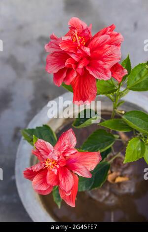 Beautiful red hibiscus (rosa sinensis) flower plant on terrace garden Stock Photo