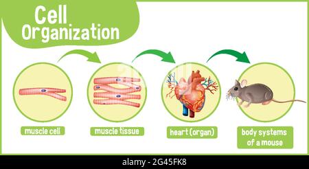 Diagram showing cell organization in a mouse illustration Stock Vector