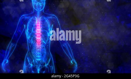 Thoracic, middle part of spine on x-ray body, healthcare 3d illustration Stock Photo