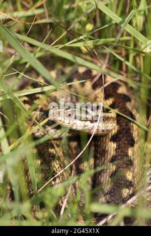 European Adder Vipera berus hiding in grass Stock Photo