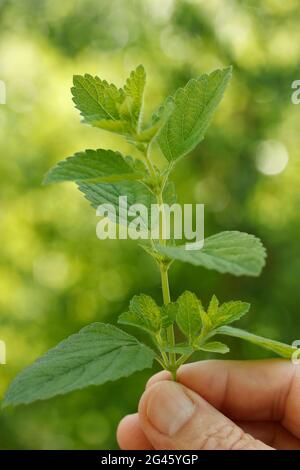 Lemon balm. Melissa officinalis. Stock Photo