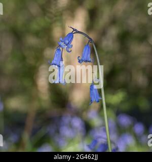 a single  isolated stem close up detail arching English Bluebells at ground level profile against bright bokeh background