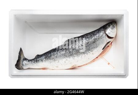 chilled and gutted raw Faroe islands salmon in foam box cutout on white background Stock Photo