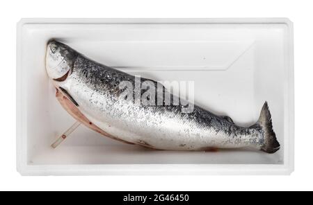 fresh gutted raw Faroe islands Atlantic salmon in foam box cutout on white background Stock Photo