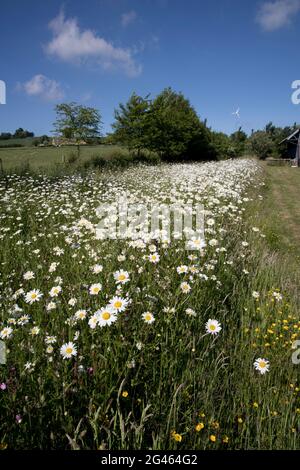 Native UK wildflowers in full bloom in 400 sq m of rewilded area. in large Cotswold garden just 13 months after removing turf and scattering seeds. Stock Photo