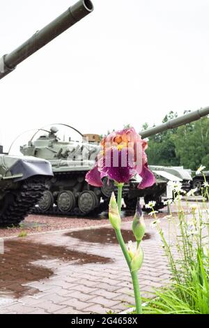 Sholohovo, Moscow Region, Russia - June 8, 2021: purple iris at outdoor area of Museum of History of the T-34 Tank. The founder of the museum is Vasil Stock Photo