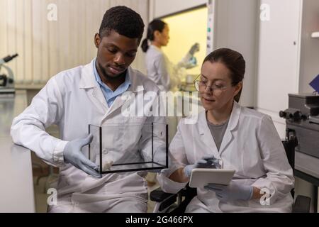 Two contemporary scientists studying characteristics of white mouse in laboratory Stock Photo