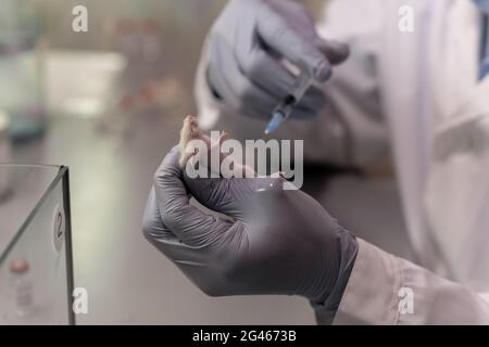 Gloved hands of scientist going to make injection to white mouse in laboratory Stock Photo