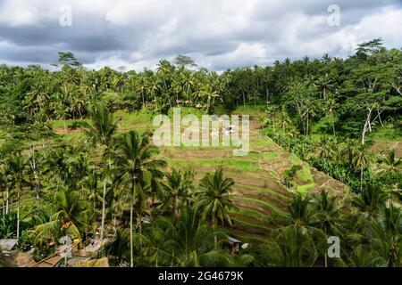 Terraced rice paddies near Ubud,Gianyar Regency, Bali, Indonesia Stock Photo