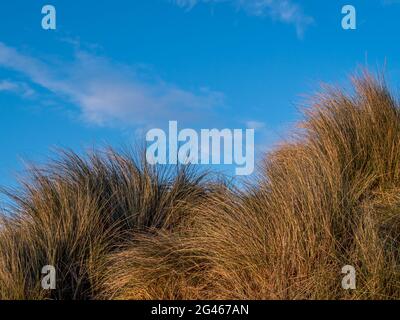 Sand dune marram grass detail, Instow, North Devon. Blue sky behind. Stock Photo