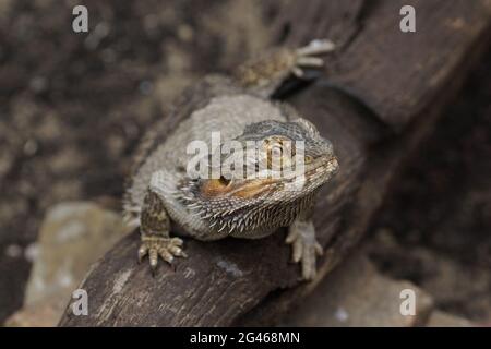 Pogona vitticeps Stock Photo