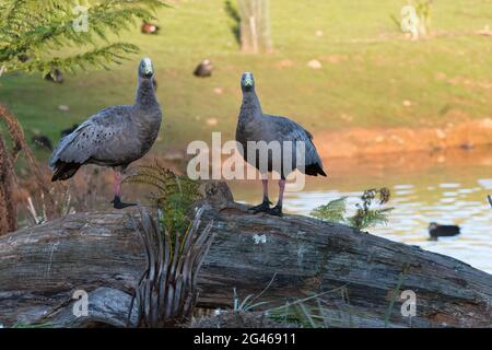 A mating pair of Cape Barren geese standing on a log near a waterhole in a grassy field in Tasmania, Australia. Stock Photo