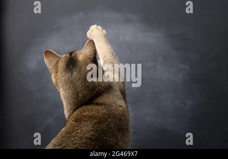 Adult British Straight cat stands with his back and raised his front paw up Stock Photo
