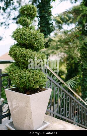 A trimmed boxwood bush in a large white pot. Stock Photo