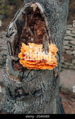 Yellow mushroom on tree. Laetiporus sulphureus Stock Photo