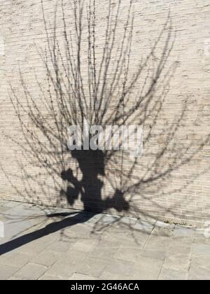 Contrasted tree shadow on textured wall Stock Photo