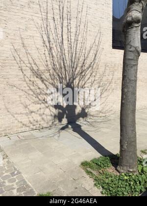 Contrasted tree shadow on textured wall Stock Photo