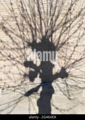 Contrasted tree shadow on textured wall Stock Photo