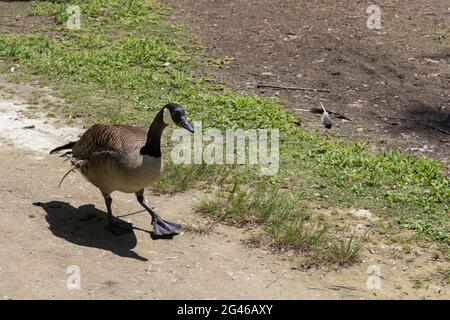 High angle view of single Canada goose - Branta canadensis  - walking on a dirt path in Ontario, Canada. Shadow visible. Goose looking at camera. Stock Photo