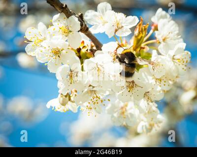 Bumble bee on a cherry blossom in spring Stock Photo