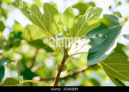 Fig trees, small fruits. Ripening figs on tree Stock Photo