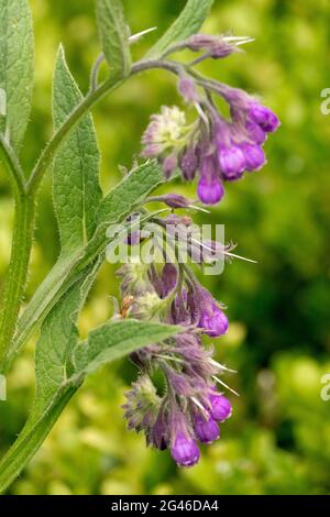 Quaker comfrey Common comfrey flower Symphytum officinale Medical Plant Stock Photo