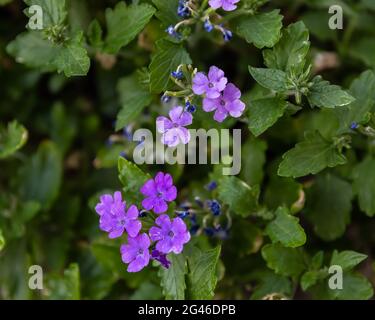 several small purple  Verbena Canadensis blossoms in a flower planter Stock Photo