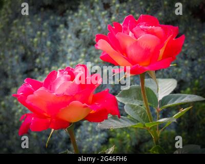 Beautiful two red roses in the garden on a sunny day. Ideal for background greeting cards Stock Photo