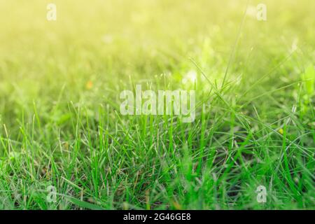 Spring or summer abstract season nature background with grass and bokeh lights. Stock Photo