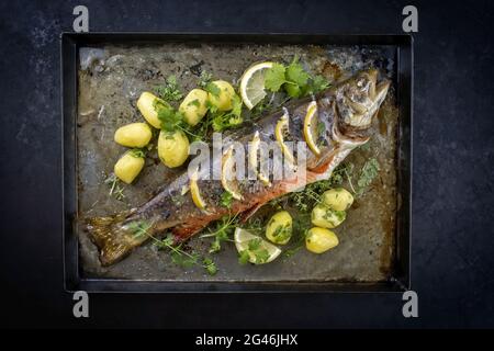 Traditional smoked and roasted char with boiled potatoes and lemon slices offered as top view on a rustic metal tray Stock Photo