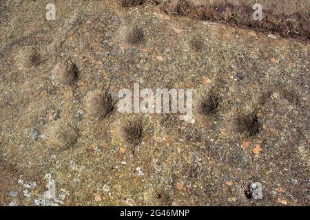 Cup and ring marked stones at Cairnbaan in Argyll Scotland Stock Photo