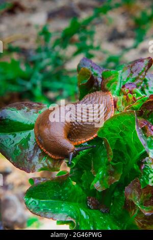 Large red slug or arion rufus eating salad leaves Stock Photo