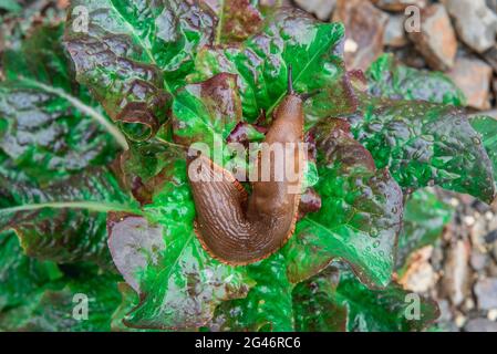 Arion rufus or large red slug crawling on a salad Stock Photo