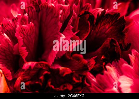 Abstract floral background, red carnation flower petals. Macro flowers backdrop for holiday brand design Stock Photo