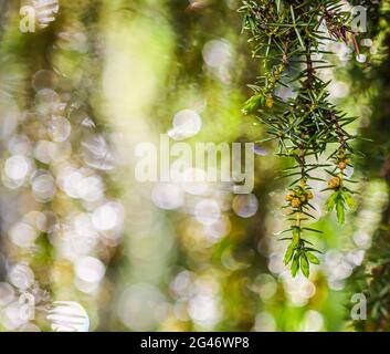 Closeup leaves of evergreen coniferous tree Juniperus communis Horstmann after the rain. Bokeh with light reflection Stock Photo
