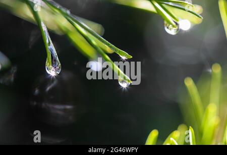 Drops of rain with sunbeams on the needles of the pine branch. Nature background Stock Photo