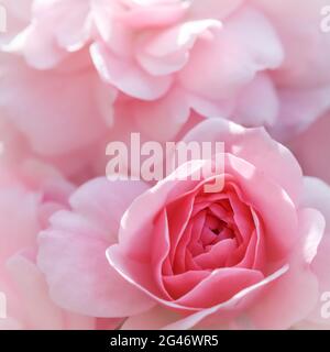 Beautiful pink roses Bonica. Perfect for background of greeting cards for birthday, Valentine's Day and Mother's Day Stock Photo