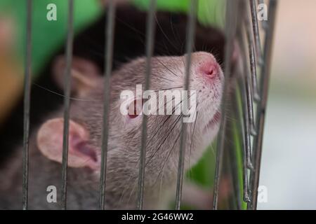 small animal rodent rat sits behind bars in a cage. Animals in captivity. Stock Photo