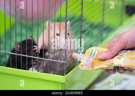 small animal rodent rat sits behind bars in a cage. Animals in captivity. Stock Photo