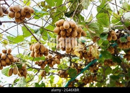 Large ripe brown kiwi fruit hang on a tree, on the roof of the gazebo. Stock Photo