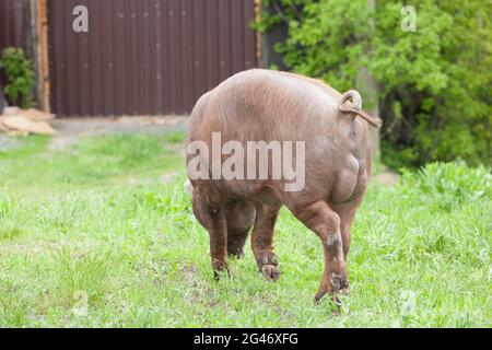 piglet with dark brown hair and curled pig tail in a cage eating grass on a pig pork farm Stock Photo