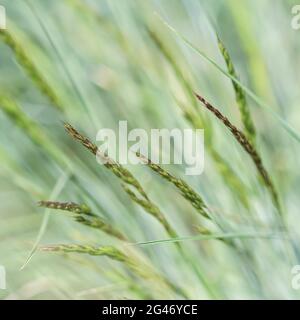 Decorative grass Blue Fescue. Festuca glauca spikelets. Natural background. Stock Photo