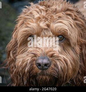 A headshot of a red cockapoo dog waiting for a treat during his morning walk Stock Photo