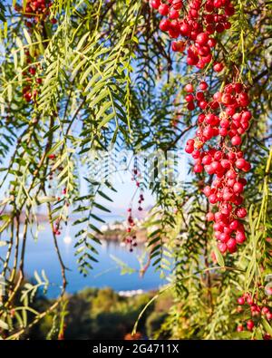 Branches of Brazilian pepper (Schinus terebinthifolius or aroeira or rose) with fruits on a background of a seascape Stock Photo
